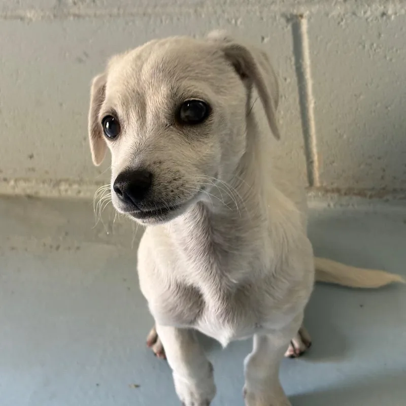 A baby small-sized male White / Cream Chihuahua dog named Chip for adoption in Santa Barbara, CA