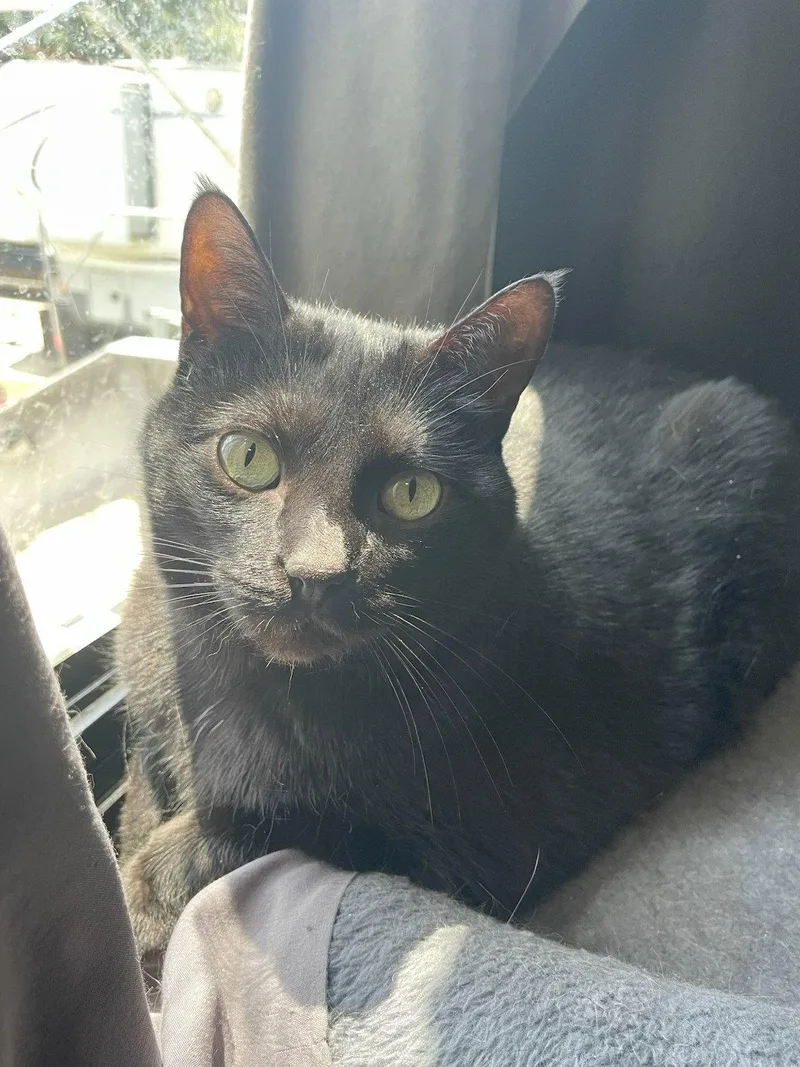An adult medium-sized female Black Domestic Short Hair cat named Eden for adoption in Cypress, TX