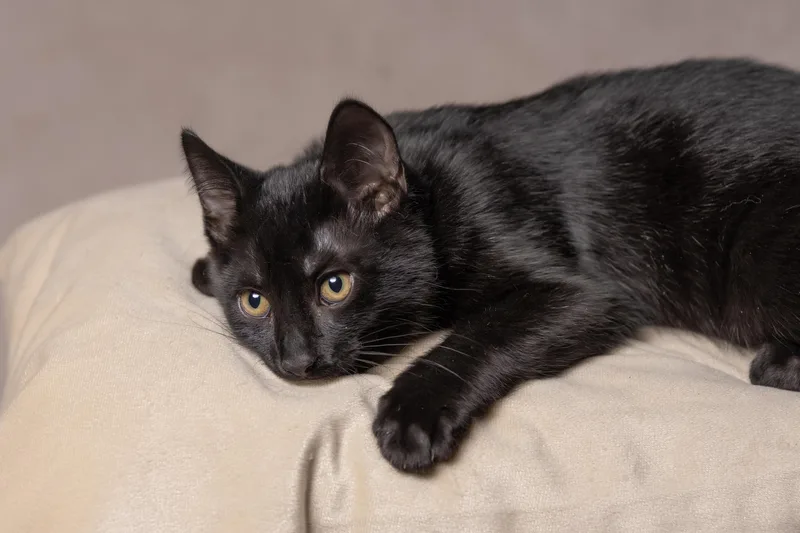 A young medium-sized male Domestic Short Hair cat named Lucky for adoption in Muncie, IN