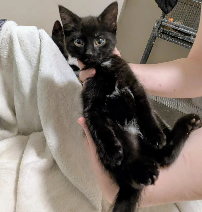 A baby medium-sized female Domestic Short Hair cat named Young Girl for adoption in Akron, OH
