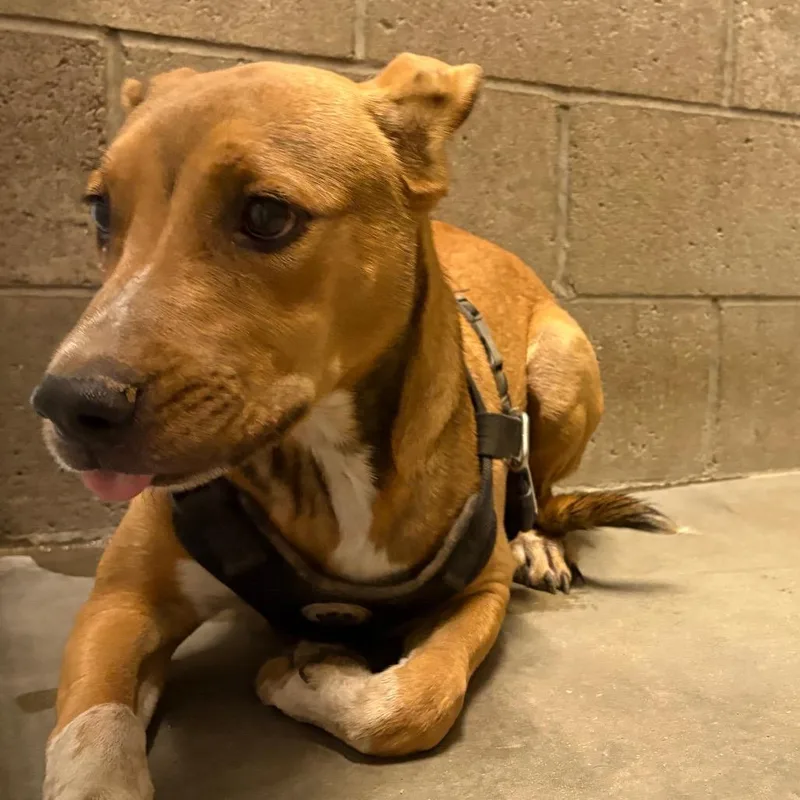 An adult medium-sized male Yellow / Tan / Blond / Fawn Mixed Breed dog named Bucko for adoption in Yuma, AZ