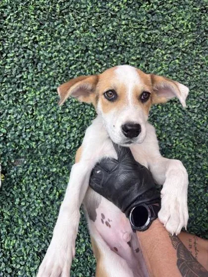 A baby small-sized male White / Cream Mixed Breed dog named 61100952 for adoption in El Paso, TX