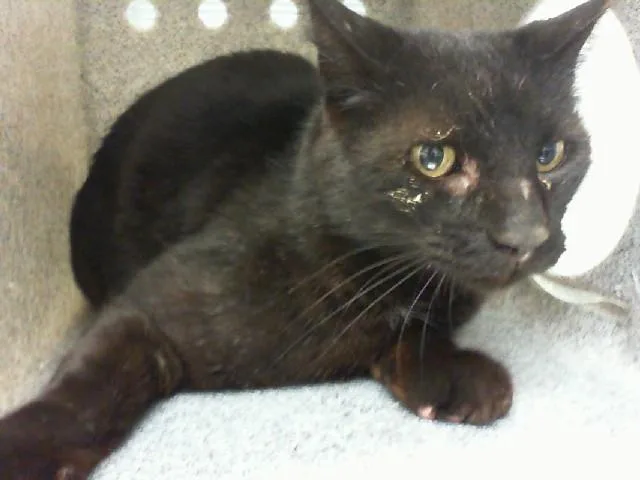 An adult medium-sized male Domestic Short Hair cat named Bentley for adoption in Albuquerque, NM