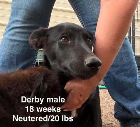 Derby thumbnail 2