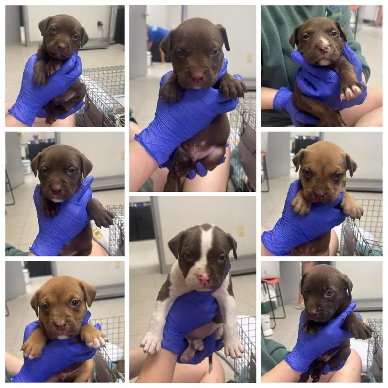 A baby medium-sized female Labrador Retriever dog named D for adoption in Sorrento, LA