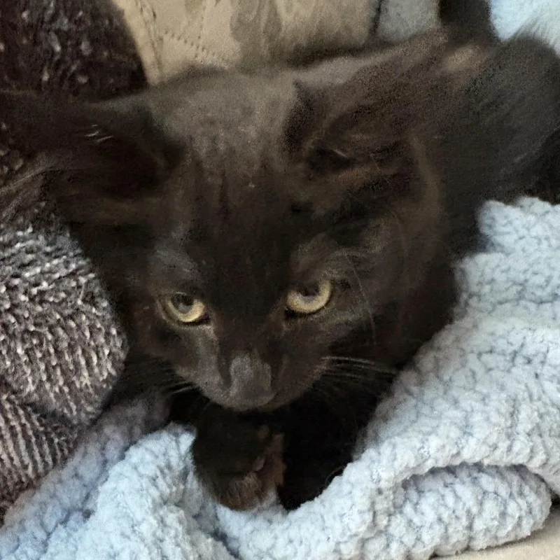 A baby small-sized female Black Domestic Medium Hair cat named Darla for adoption in Peachtree City, GA