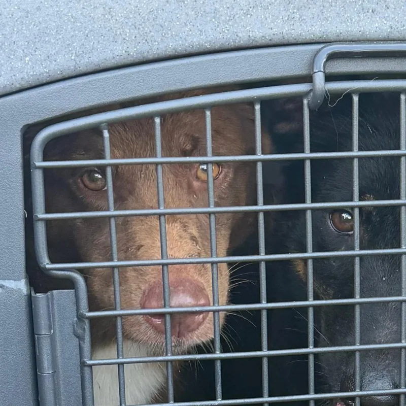 A young medium-sized male Red / Chestnut / Orange Mixed Breed dog named Lucky for adoption in Lake Jackson, TX