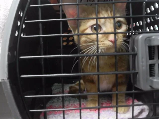 A young small-sized female Domestic Short Hair cat named Petrova for adoption in Omaha, NE