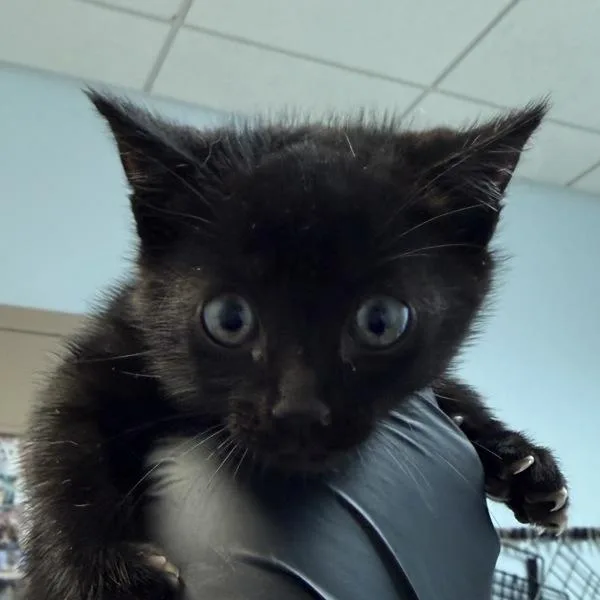 Marielle Binx