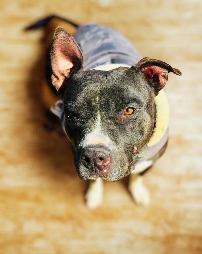 A young large-sized male Tricolor (Brown, Black, & White) American Staffordshire Terrier dog named Buster for adoption in Richmond, TX