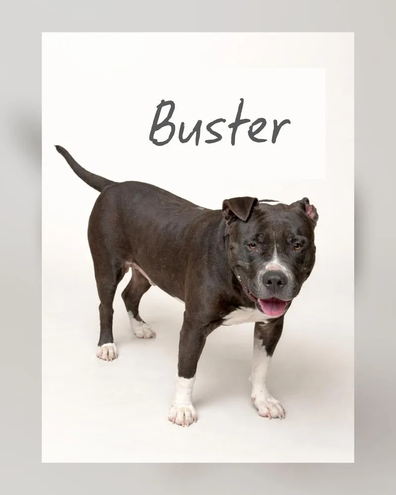 Buster thumbnail 2
