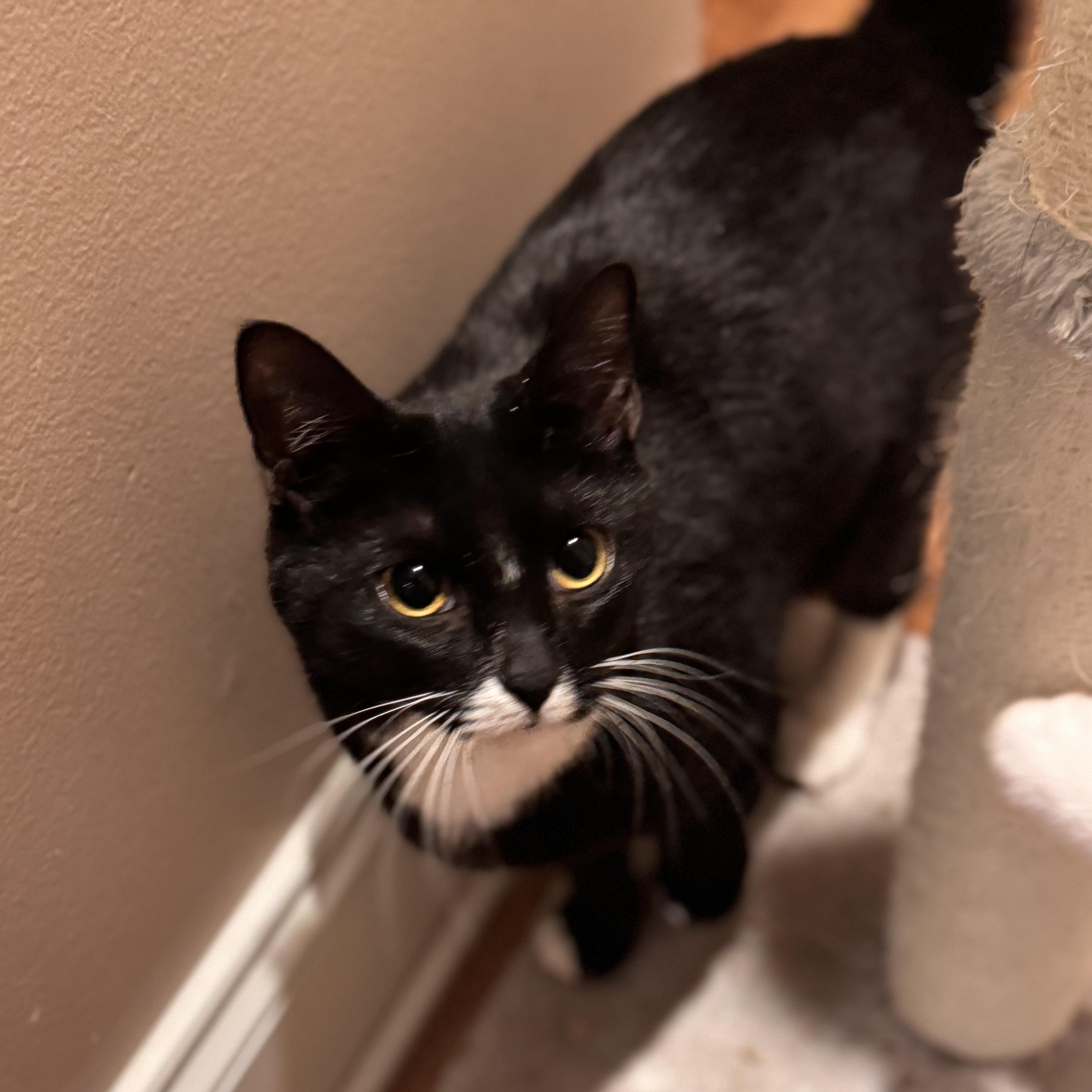 A young medium-sized female Black & White / Tuxedo Domestic Short Hair cat named Vivian for adoption in MABLETON, GA