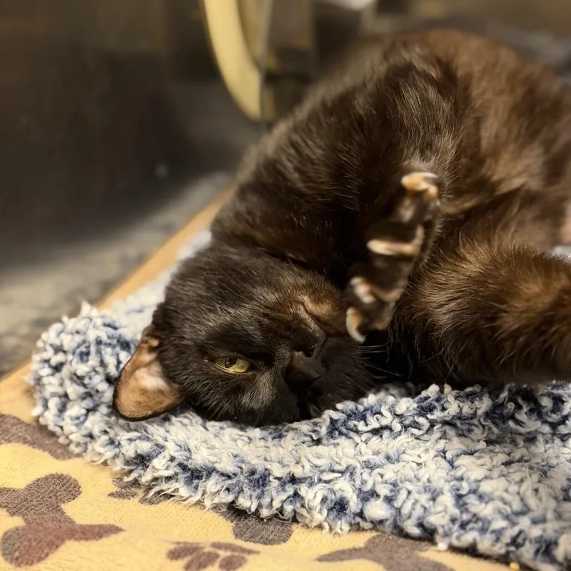 An adult large-sized female Black Domestic Short Hair cat named Demi for adoption in Fort Smith, AR