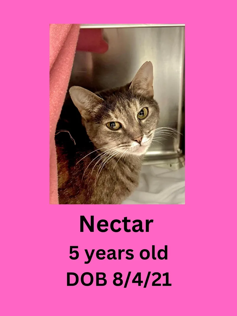 An adult medium-sized female Torbie Domestic Short Hair cat named Nectar for adoption in Ravenna, OH
