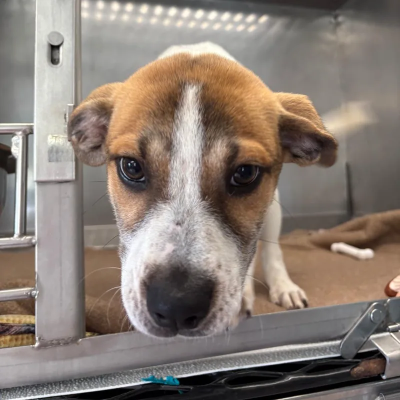 A baby small-sized female White / Cream Mixed Breed dog named Bella for adoption in Saint Charles, MO