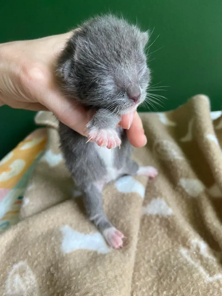 A baby small-sized male Domestic Short Hair cat named Benny for adoption in Leonardtown, MD