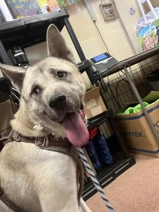 An adult large-sized female Akita dog named Sana for adoption in Seattle, WA