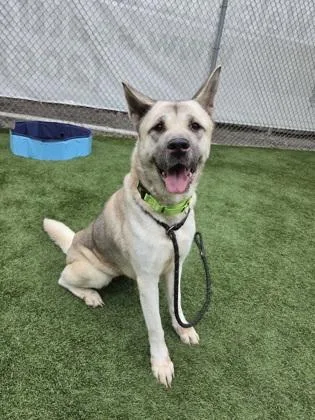 An adult large-sized female Akita dog named Sana for adoption in Seattle, WA