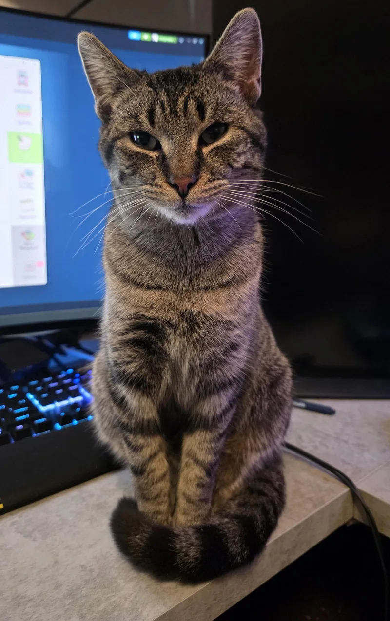 An adult medium-sized male Domestic Short Hair cat named Big Buddy for adoption in Walled Lake, MI