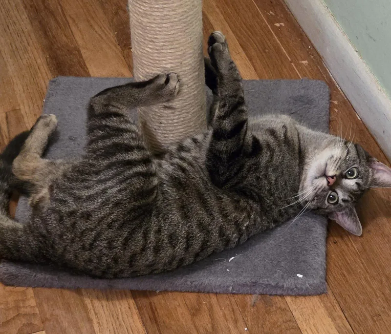 Big Buddy thumbnail 2