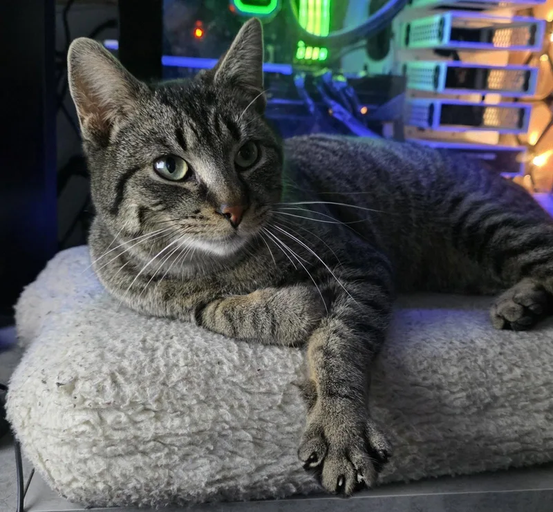 Big Buddy thumbnail 3