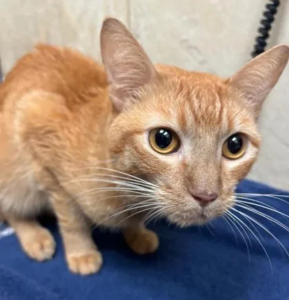An adult medium-sized male Domestic Short Hair cat named Milo Matty for adoption in Honolulu, HI
