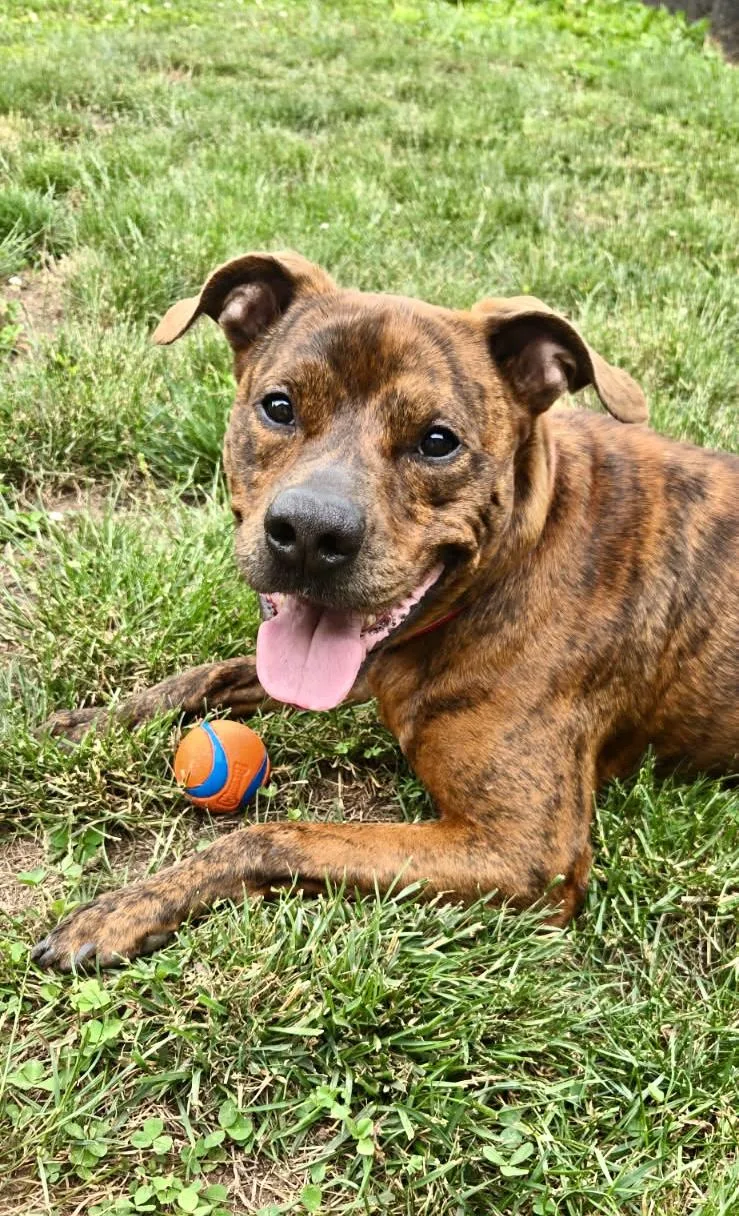 An adult medium-sized male Brindle Boxer dog named Copper for adoption in Leesburg, VA