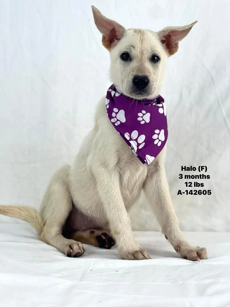 A baby medium-sized female White / Cream German Shepherd Dog dog named Halo Local August for adoption in Brookshire, TX