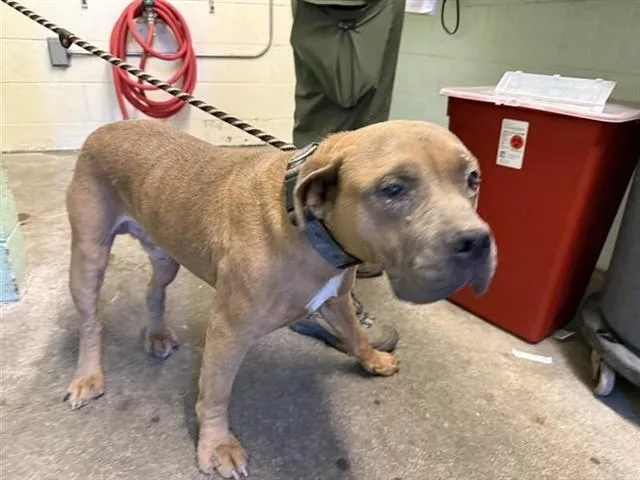 A young large-sized male Rhodesian Ridgeback dog named Blue for adoption in Sacramento, CA