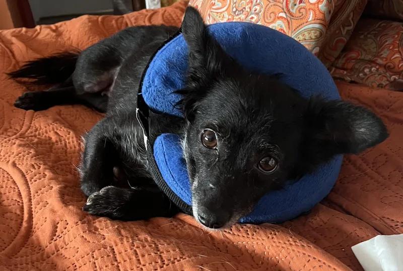 Scorpious thumbnail 2