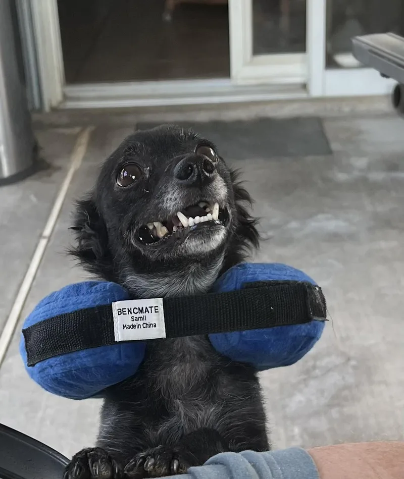 Scorpious thumbnail 3