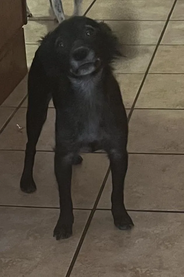 Scorpious thumbnail 4