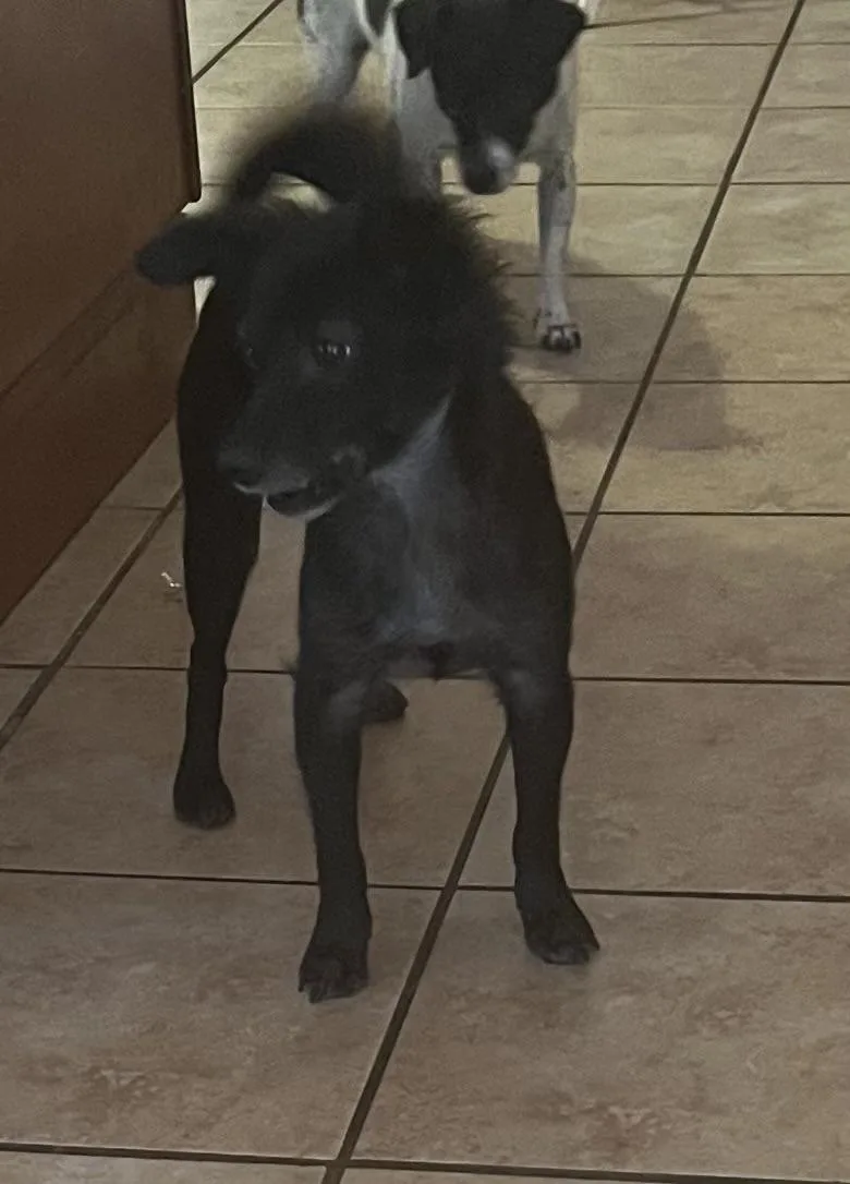 Scorpious thumbnail 5