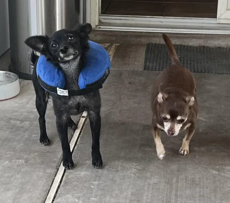 Scorpious thumbnail 6