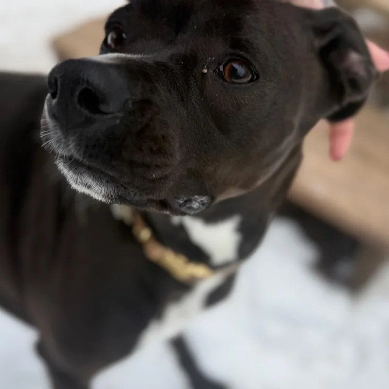 An adult medium-sized female Black Mixed Breed dog named Jade for adoption in Red House, WV