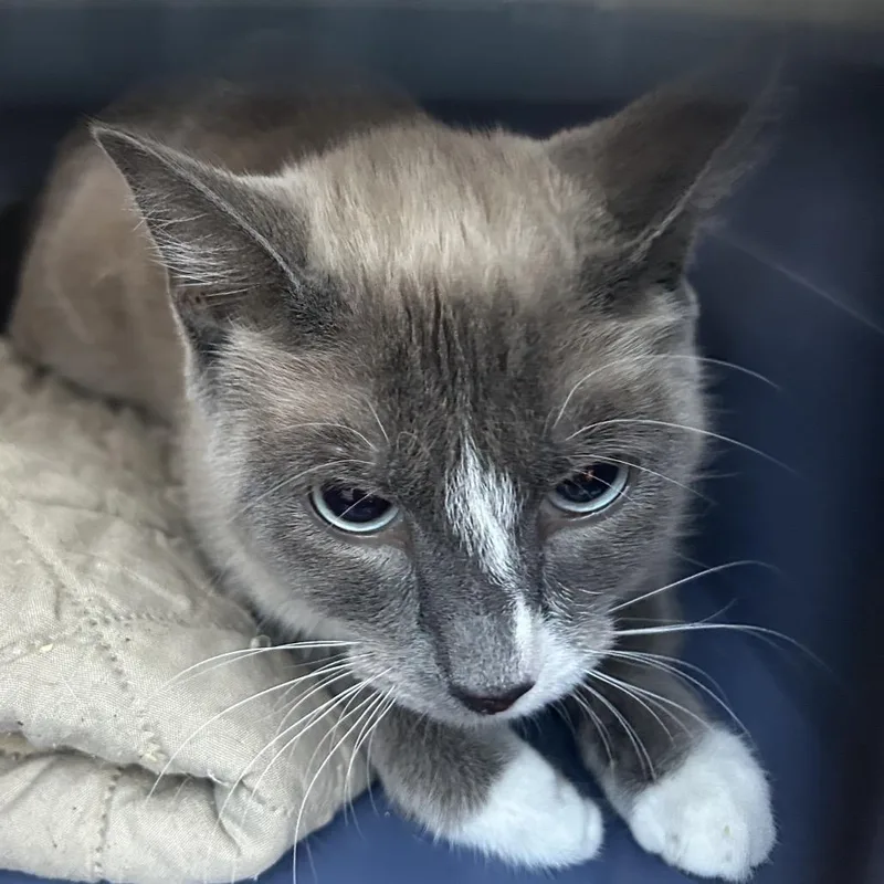A young medium-sized female Siamese cat named Chicken for adoption in Veneta, OR