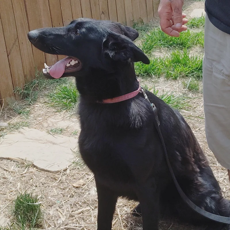 A young medium-sized female Black German Shepherd Dog dog named STELLA  a wonderful for adoption in Wilmington, DE
