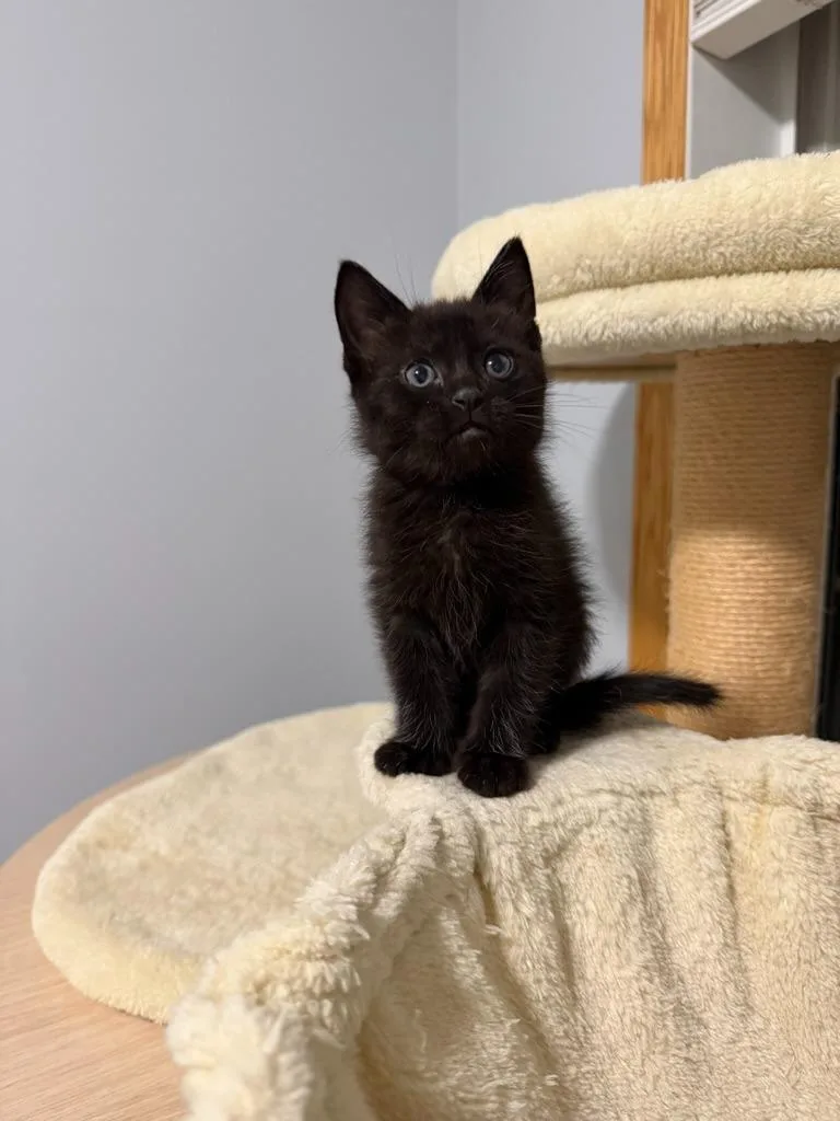 A baby medium-sized male Domestic Short Hair cat named Croix  No Longer for adoption in Minneapolis, MN