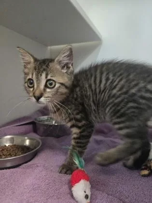 A baby small-sized female Domestic Short Hair cat named Tootsie Roll for adoption in Savannah, GA
