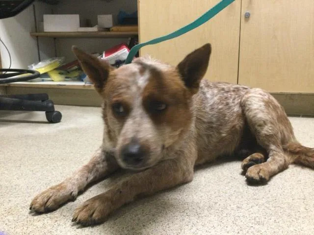 A young medium-sized male Australian Cattle Dog / Blue Heeler dog named Betsie for adoption in Riverside, CA