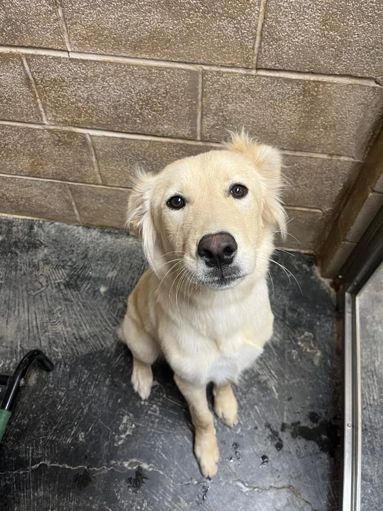 A baby medium-sized male Golden Retriever dog named Milo for adoption in Midland, TX