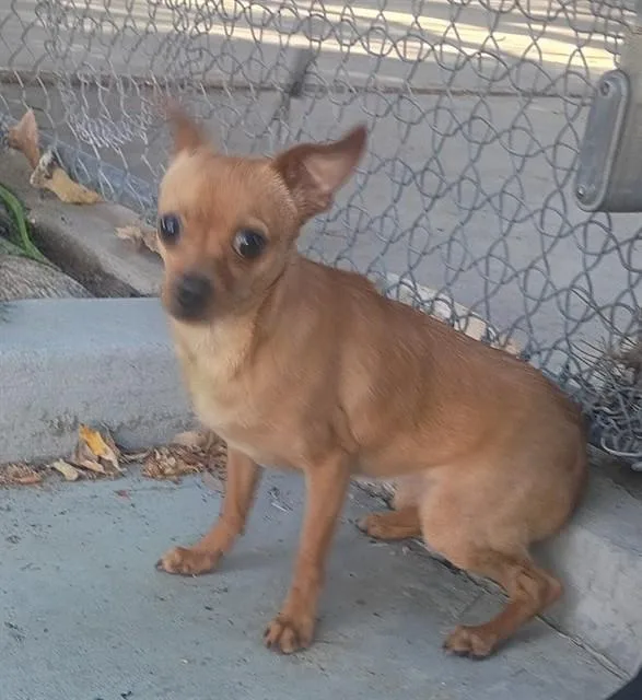 A young small-sized male Chihuahua dog named Diego for adoption in Castaic, CA