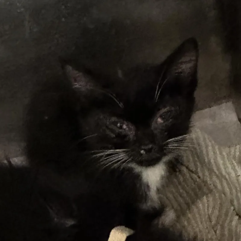 A baby small-sized female Black Domestic Short Hair cat named Brienne for adoption in Winston-Salem, NC