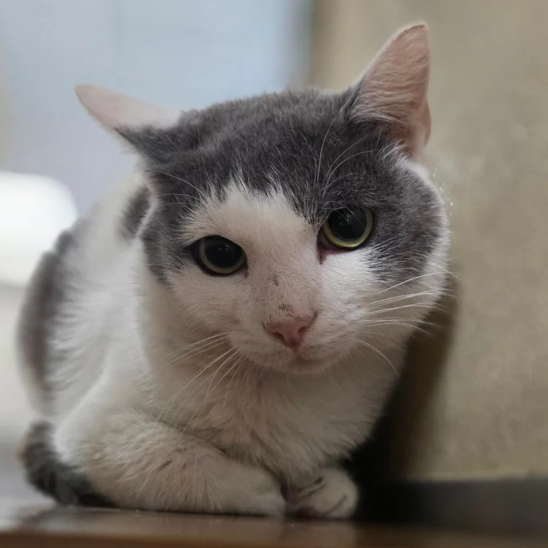 A young medium-sized male White Domestic Short Hair cat named Marshscar for adoption in Chatham, VA