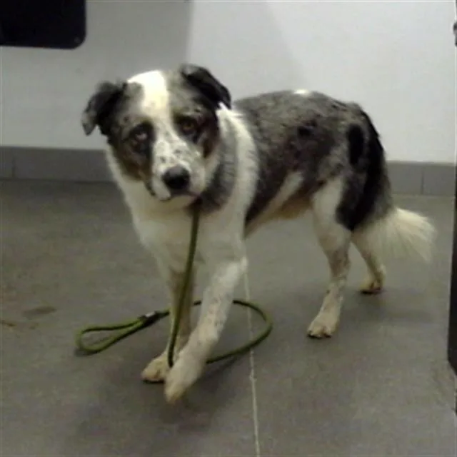An adult large-sized male Australian Cattle Dog / Blue Heeler dog named Moco for adoption in Mesa, AZ