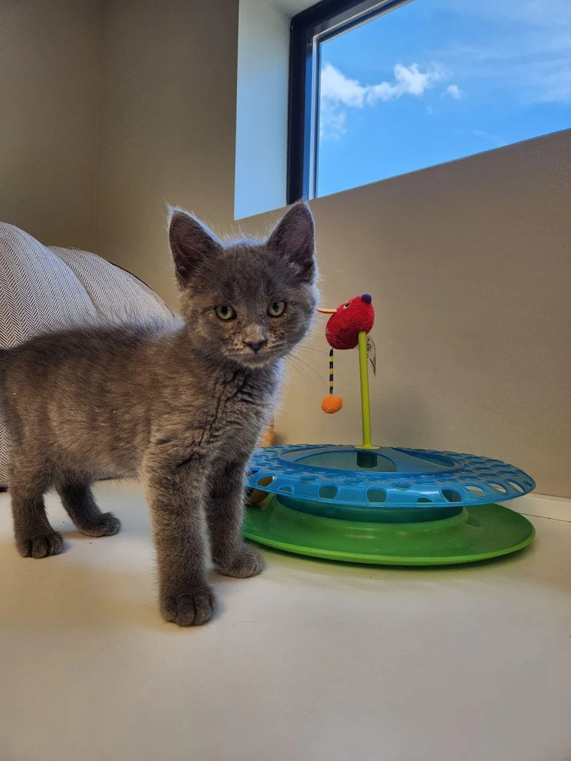 A baby medium-sized female Gray / Blue / Silver Domestic Short Hair cat named Birdie for adoption in Liberty, MO