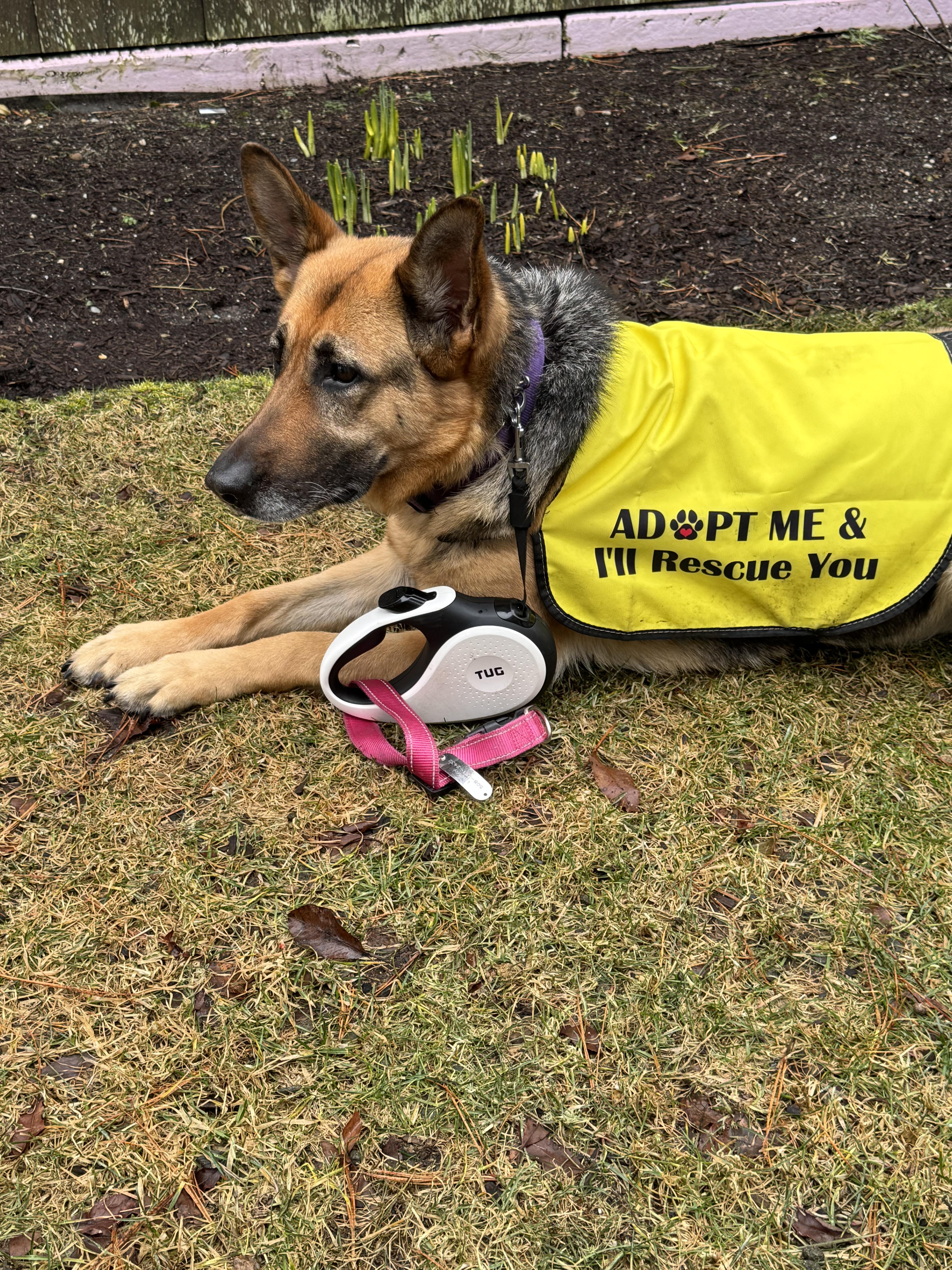 An adult large-sized female German Shepherd Dog dog named Liza for adoption in Oak Bluffs, MA