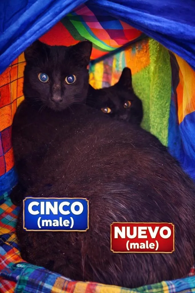 Cinco