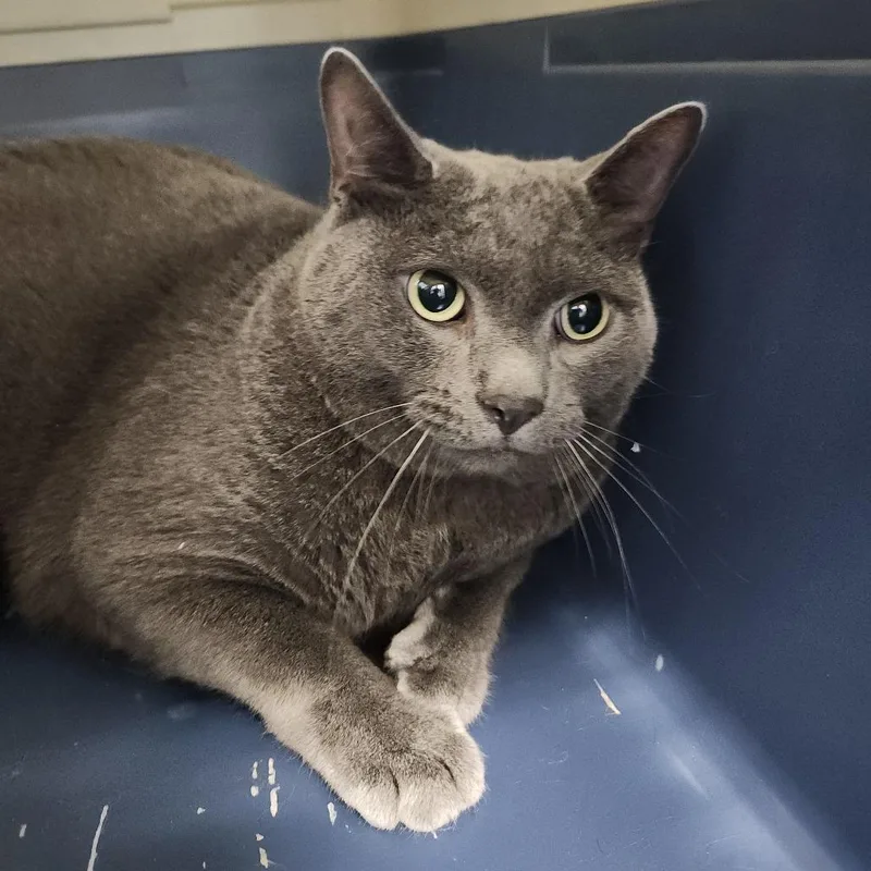 An adult large-sized male Gray / Blue / Silver Domestic Short Hair cat named Rocco for adoption in Clearwater, FL