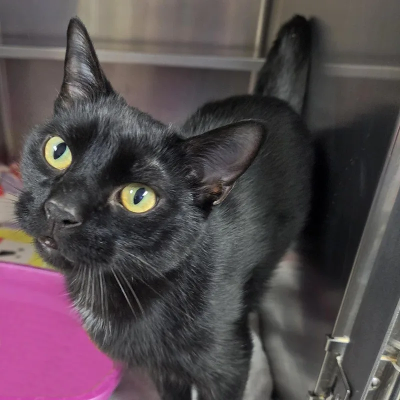 An adult medium-sized male Black Domestic Short Hair cat named Starkist for adoption in Plover, WI